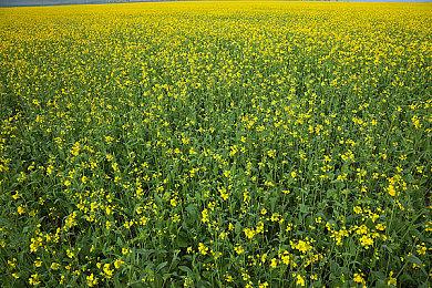 职位信息显示《阿凡达：潘多拉边境》包含游戏商城