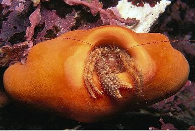 《街头霸王6》“桑吉尔夫”角色介绍影片